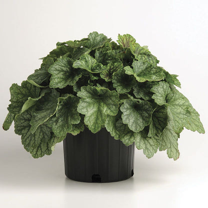 Heuchera 'Carnival Cocomint' Coral Bells