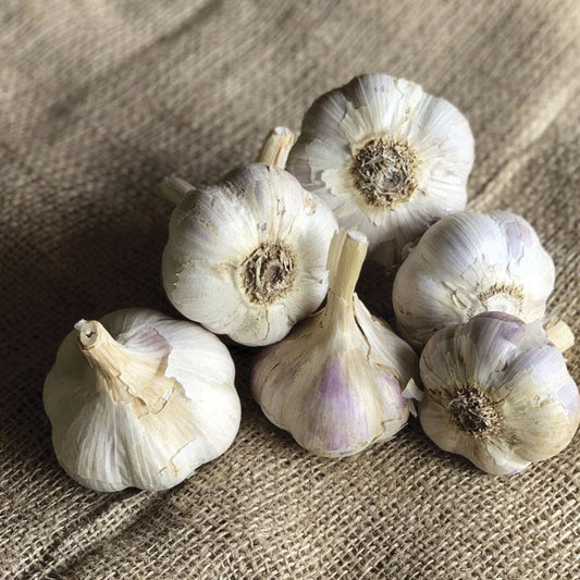 Garlic German White Stiffneck Organic Bulbs