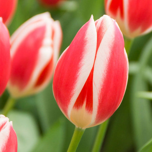 Tulipa Candy Apple Delight Bulbs