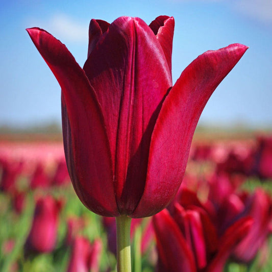 Tulipa Merlot Bulbs