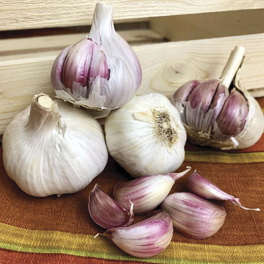 Garlic Russian Red Organic Bulbs