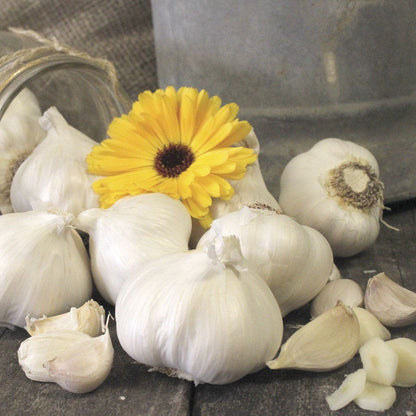 seeds & bulbs rose Garlic Silver Rose Organic Bulbs – Park Seed