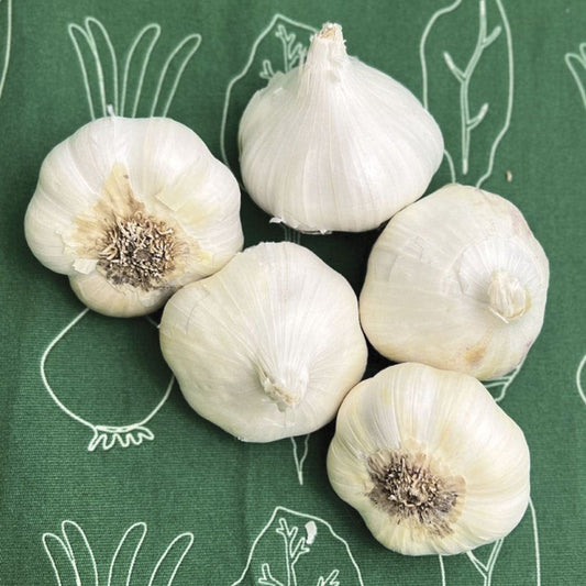 Garlic Inchelium Red Organic Bulbs
