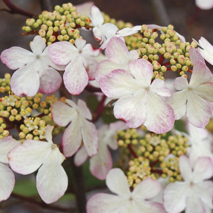 Viburnum Kilamandjaro® Sunrise Snowball Bush