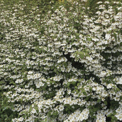 Viburnum Kilamandjaro® Sunrise Snowball Bush