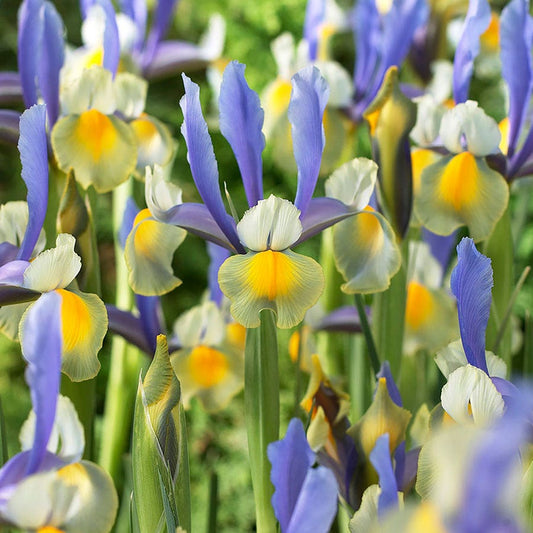 Iris Miss Saigon Dutch Iris Bulbs