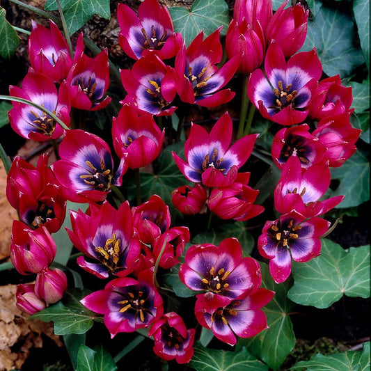 Tulipa Little Beauty Bulbs