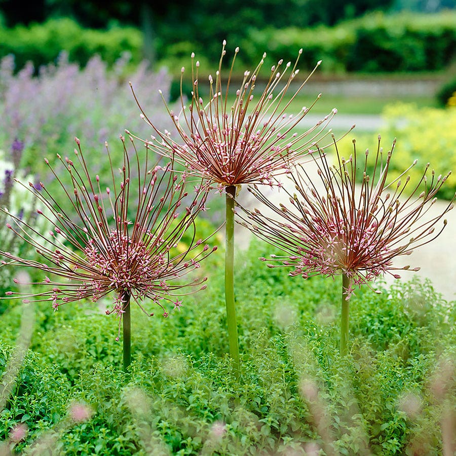 Allium Tumbleweed Ornamental Onion Bulbs – Park Seed