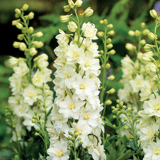 Delphinium Delgenius™ Neva Larkspur