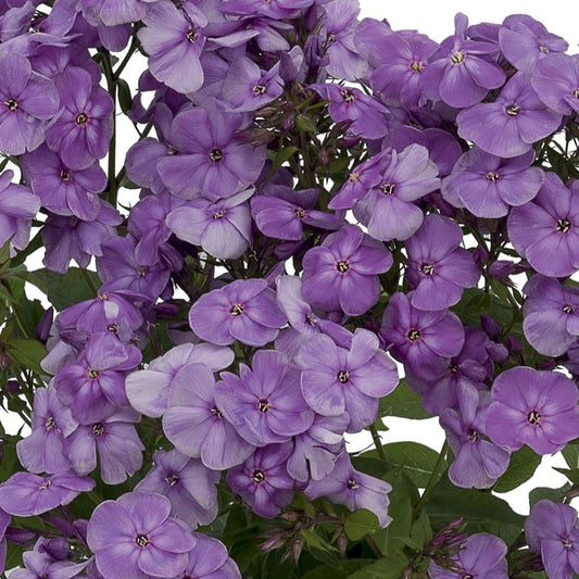 Phlox Flame® Purple