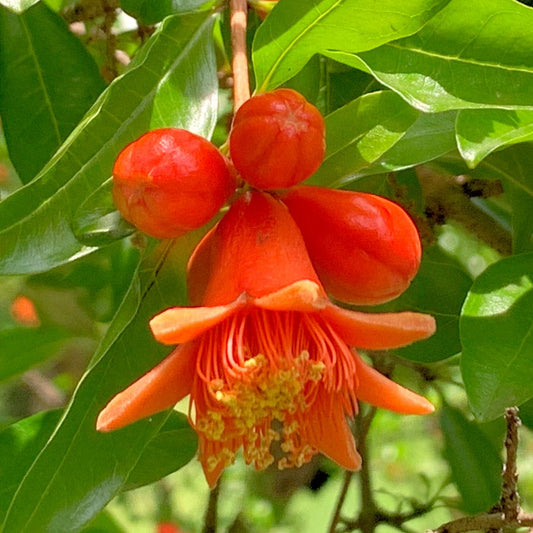 Punica 'Eversweet' Pomegranate