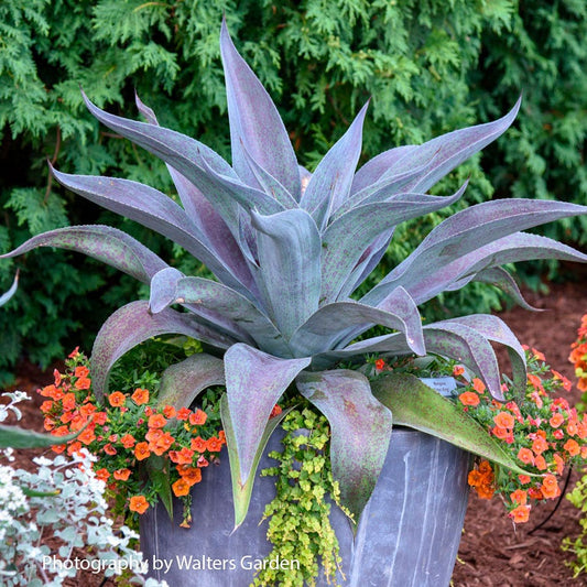 Mangave Mad About Mangave® 'Aztec King'
