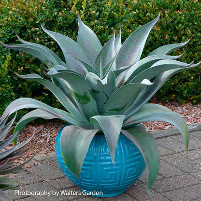 Mangave Mad About Mangave® 'Aztec King'