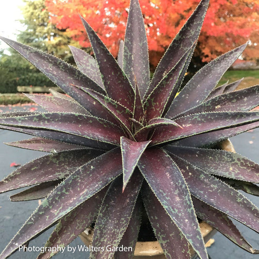 Mangave Mad About Mangave® 'Blazing Saddles'