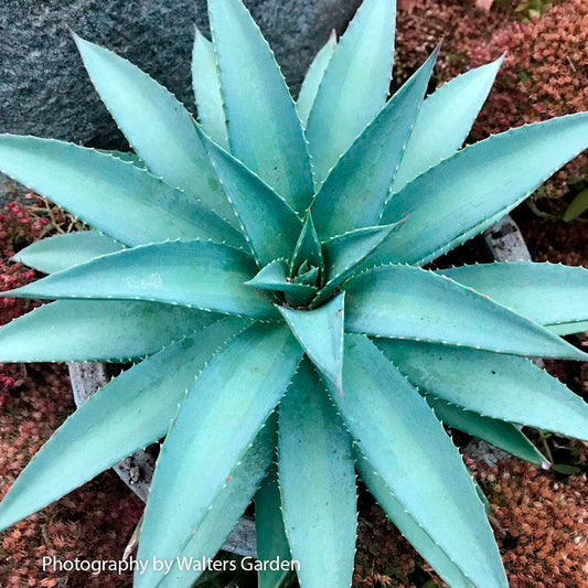Mangave Mad About Mangave® 'Frosted Elegance'