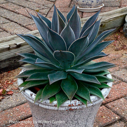 Mangave Mad About Mangave® 'Frosted Elegance'