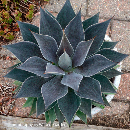 Mangave Mad About Mangave® 'Frosted Elegance'