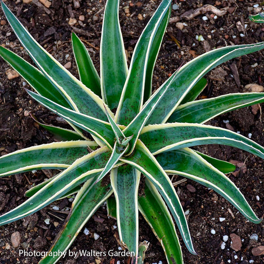 Mangave Mad About Mangave® 'Navajo Princess'