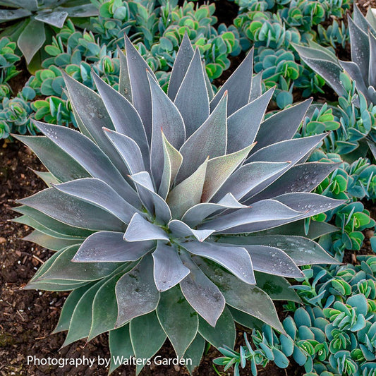 Mangave Mad About Mangave® 'Lavender Lady'
