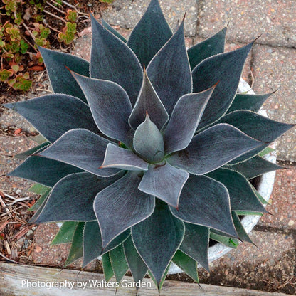 Mangave Mad About Mangave® 'Lavender Lady'
