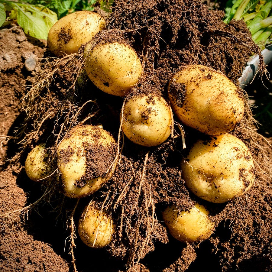 'Golden Globe' Potato - 2 Pound Bag – Park Seed