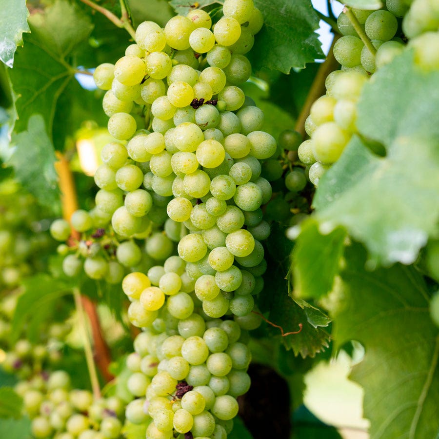 Vitis Elvira White Grape
