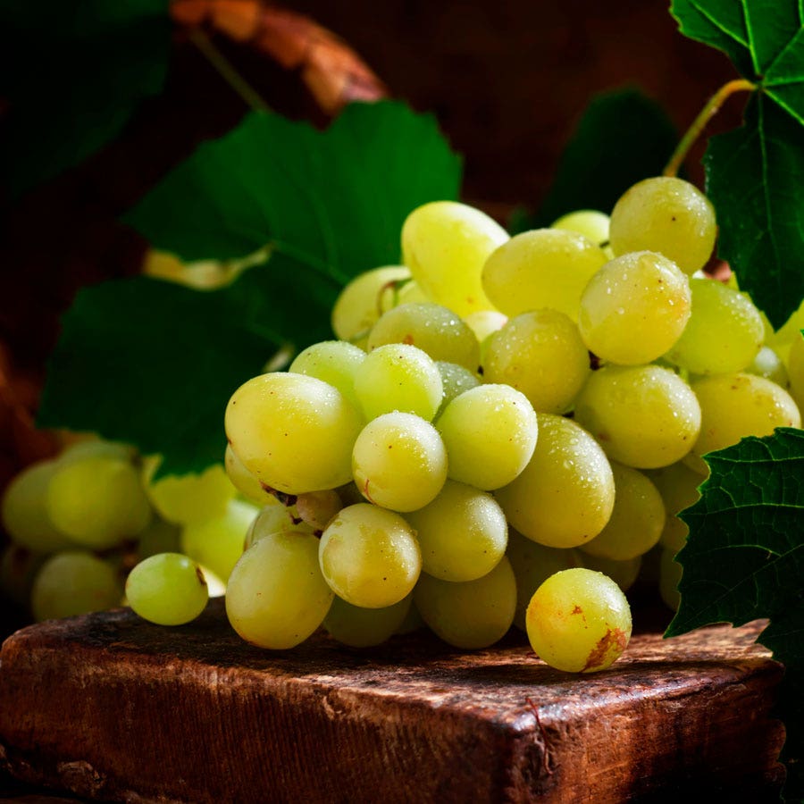 Vitis Elvira White Grape