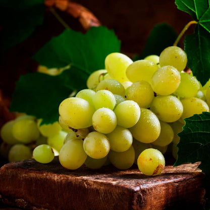 Vitis Elvira White Grape
