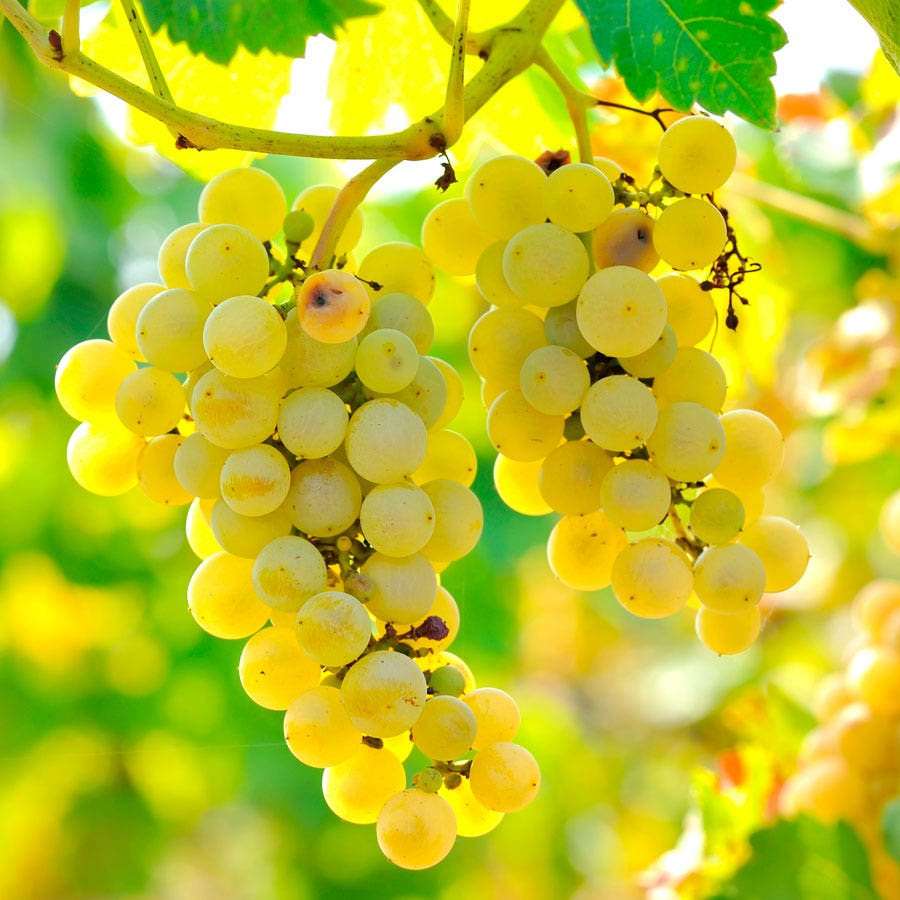 Vitis Edelweiss White Grape
