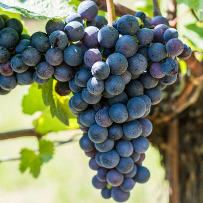 Vitis Frontenac Blue Grape