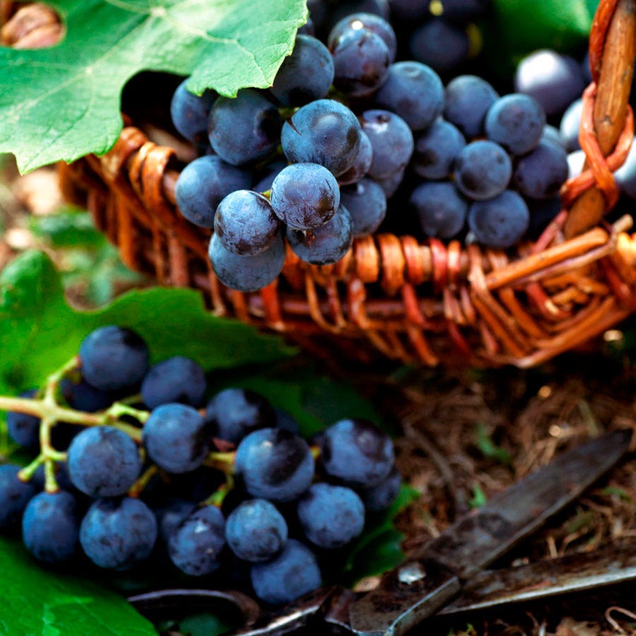 Vitis Frontenac Blue Grape
