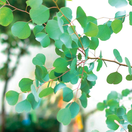 Eucalyptus polyanthemos Red Box