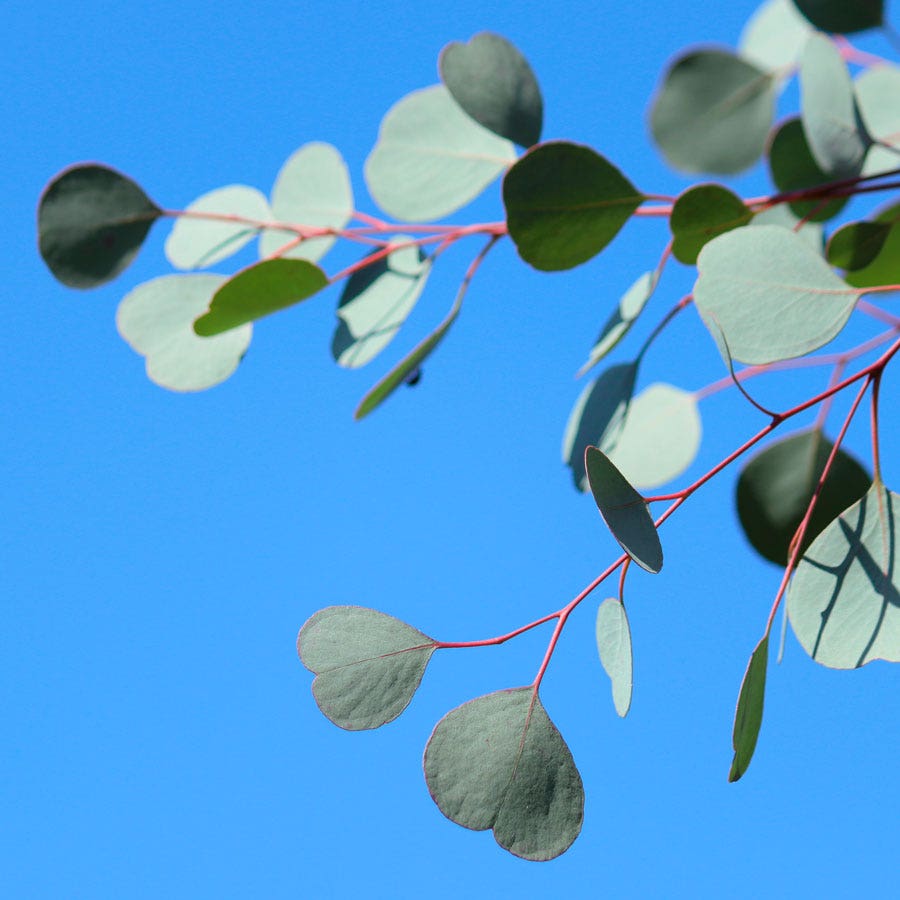 Eucalyptus polyanthemos Red Box