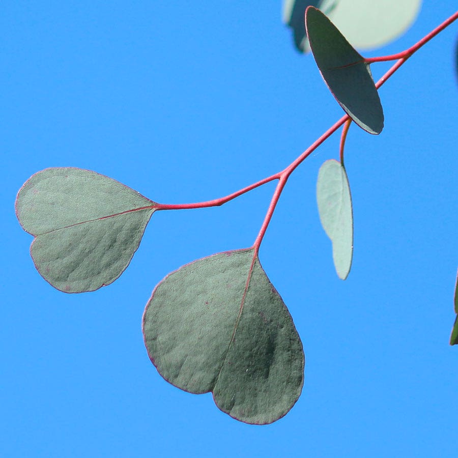 Eucalyptus polyanthemos Red Box