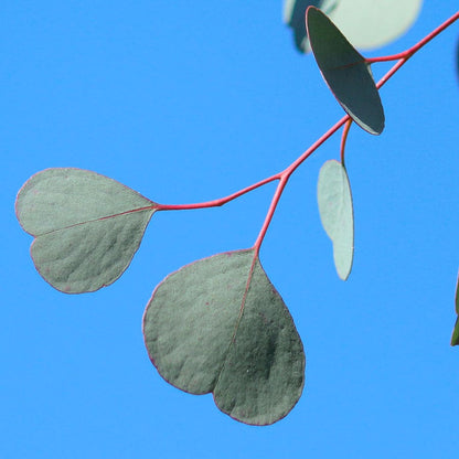 Eucalyptus polyanthemos Red Box