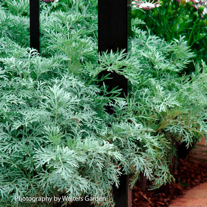 wormwood plant care indoors Artemisia 'Powis Castle' Wormwood