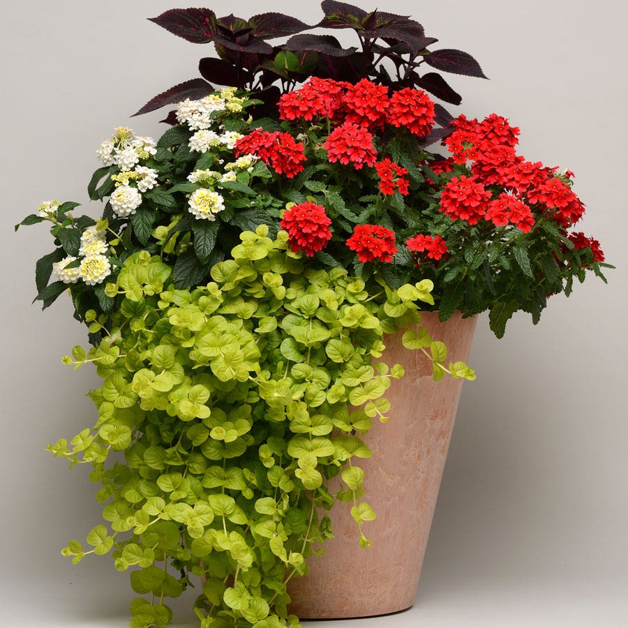 Lysimachia Creeping Jenny