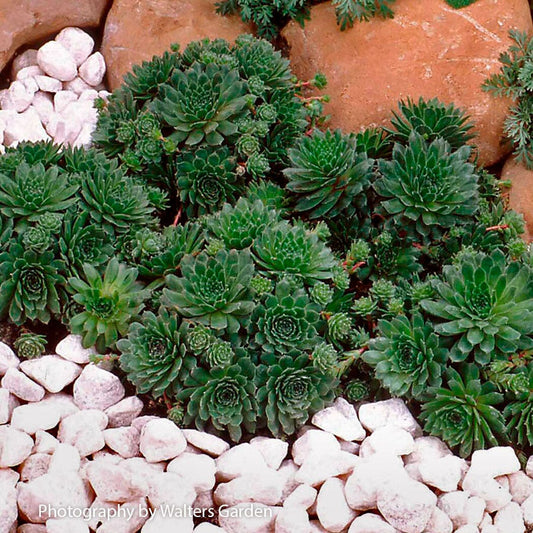 Sempervivum 'Pilioseum' Hens & Chicks