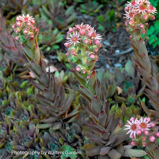 Sempervivum 'Purple Beauty' Hens & Chicks