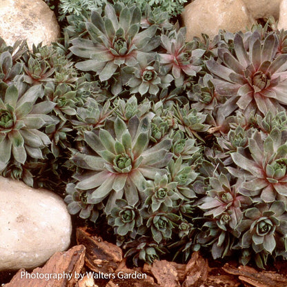 Sempervivum 'Purple Beauty' Hens & Chicks