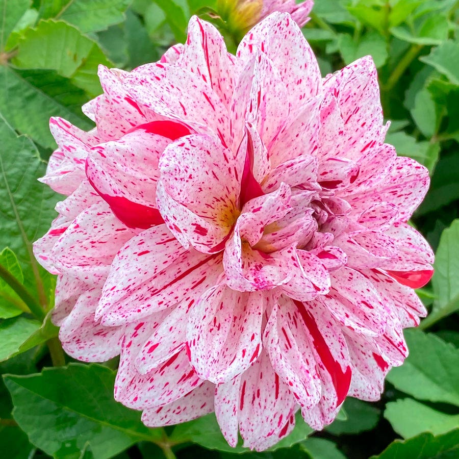 Dahlia Go Go Speckled Decorative Dahlia Bulb