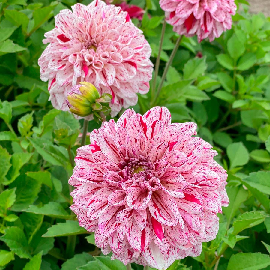 Dahlia Go Go Speckled Decorative Dahlia Bulb