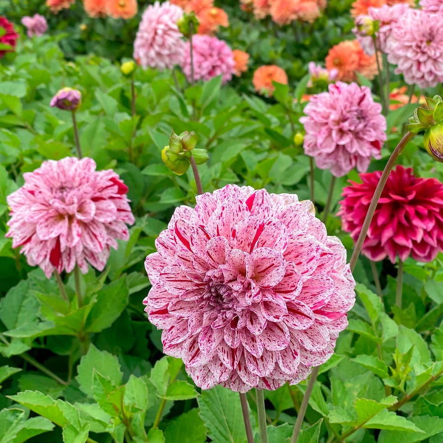 Dahlia Go Go Speckled Decorative Dahlia Bulb