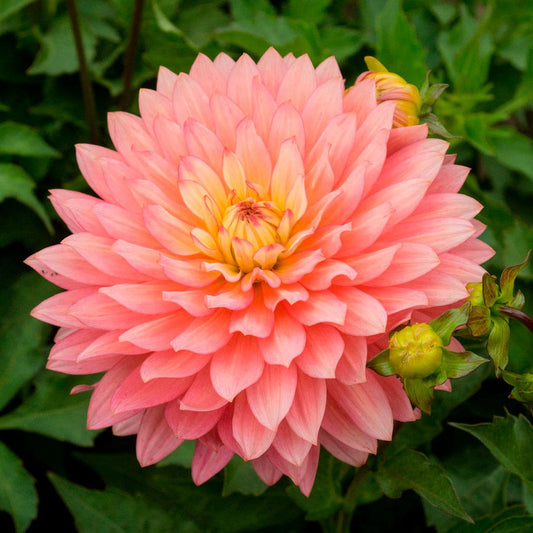 Dahlia 'Extase' Decorative Dahlia Bulb