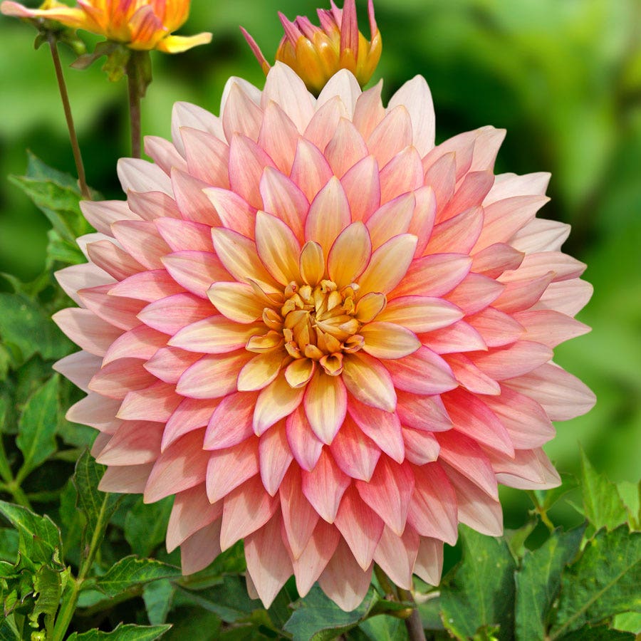 Dahlia 'Extase' Decorative Dahlia Bulb