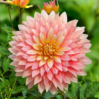Dahlia 'Extase' Decorative Dahlia Bulb