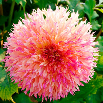 Dahlia Myrtle's Folly Dinner Plate Dahlia Bulb