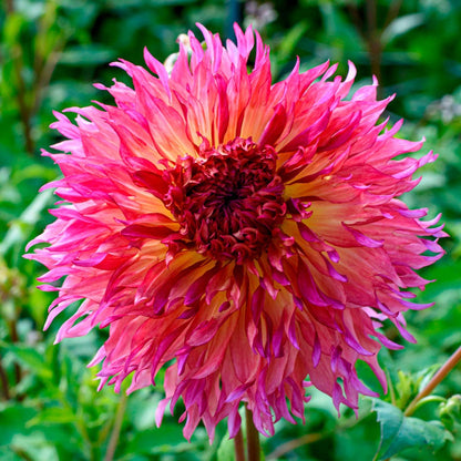 Dahlia Myrtle's Folly Dinner Plate Dahlia Bulb