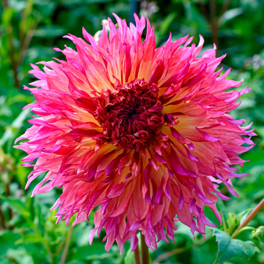 Dahlia Myrtle's Folly Dinner Plate Dahlia Bulb – Park Seed