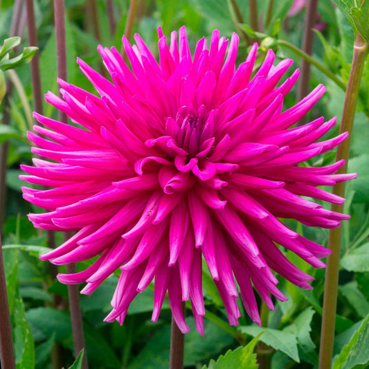 Dahlia 'Purple Gem' Cactus Dahlia Bulb